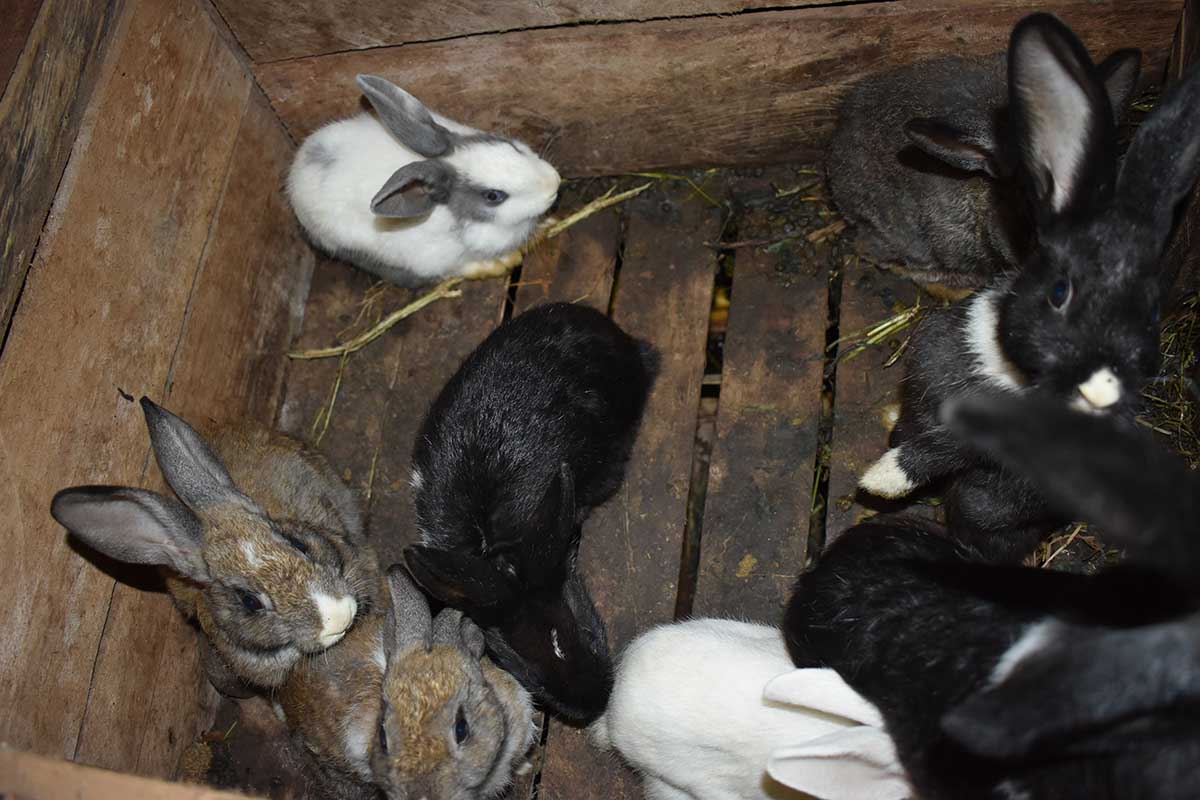 IntÃ©gration dâ€™activitÃ©s agropastorales pour les survivantes des VBG : lâ€™approche sâ€™annonce concluante